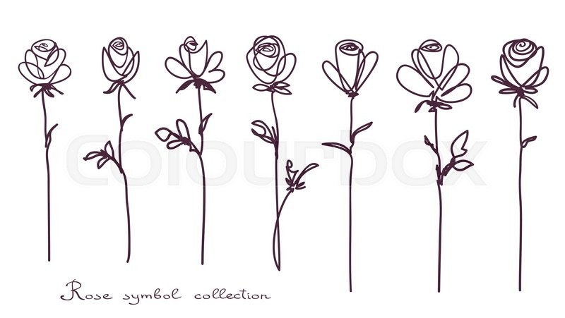 800x451 Roses. Collection Of Isolated Rose Flower Sketch On White - Flower Sketch Images