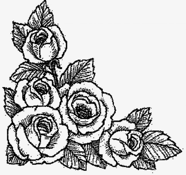 650x613 Five Roses Sketch, Rose, Flowers, Sketch Png Image And Clipart For - Flower Sketch Rose