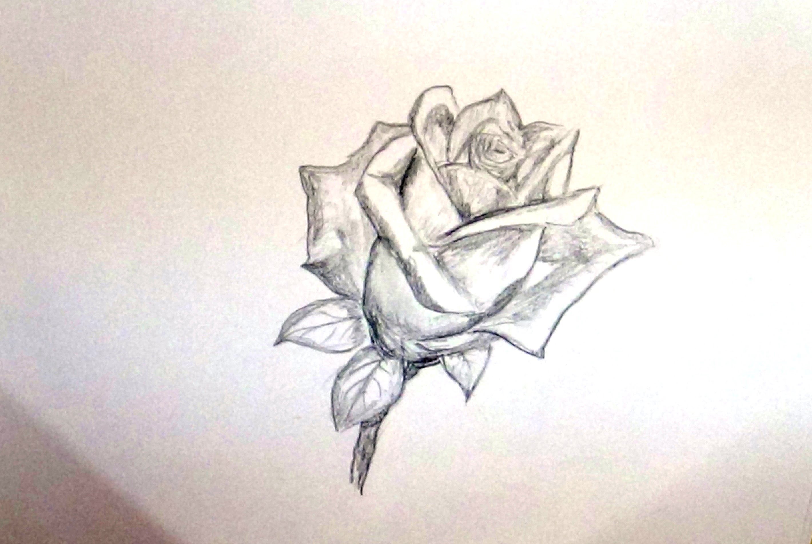 2840x1903 How To Draw A Rose Flower Sketch A Rose Flower For Beginners - Flower Sketch Rose