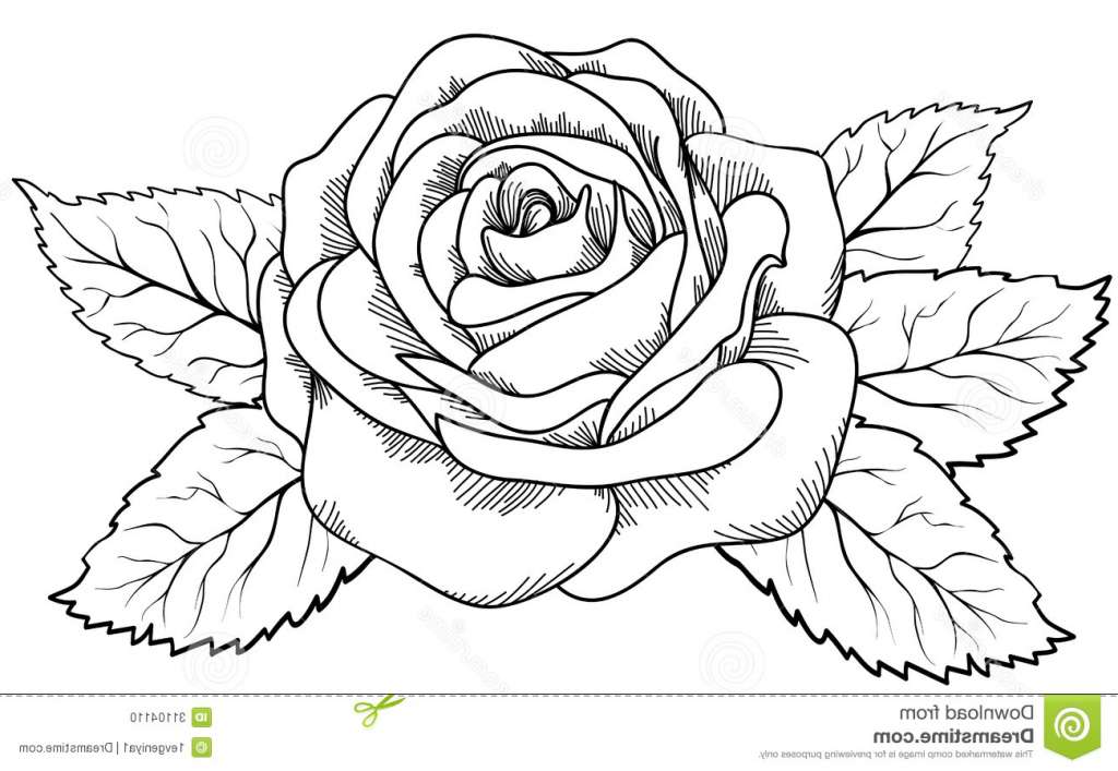 1024x707 Luxury Easy Steps To Draw A Rose Coloring Page - Flower Sketch Rose