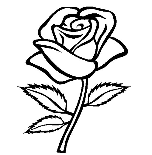 500x509 Rose Flower Rose Flower Sketch - Flower Sketch Rose