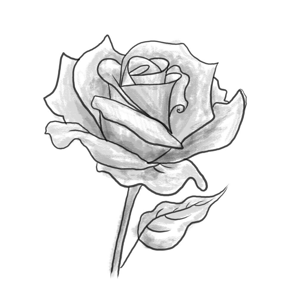 960x960 Rose Flower Sketch Drawing - Flower Sketch Rose