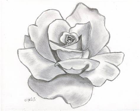 474x375 Rose Flower Sketches In Pencil. Rose Flower Drawing - Flower Sketch Rose