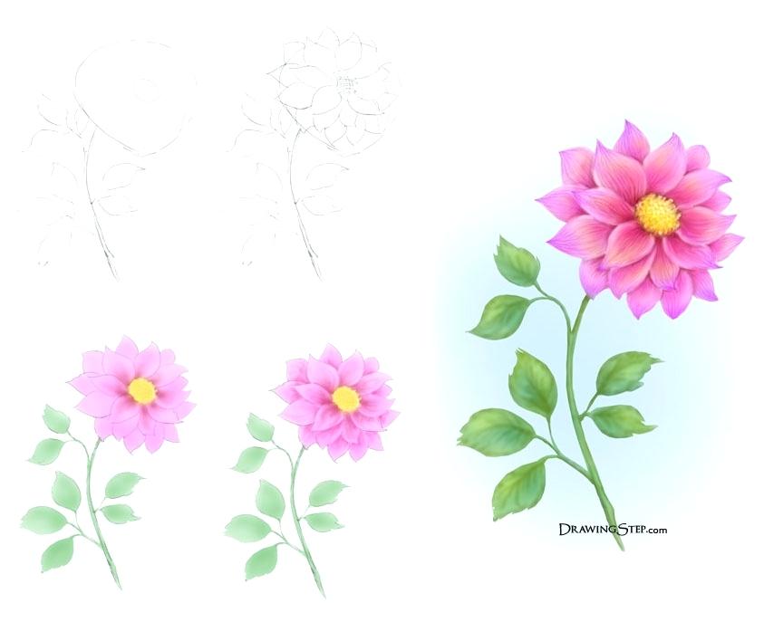 843x687 How To Draw A Flower Step By Step Easy Flowers Drawings Step By - Flower Sketch Step By Step