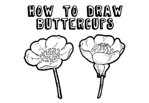300x208 How To Draw Flowers Drawing Tutorials Amp Drawing Amp How To Draw - Flower Sketch Step By Step