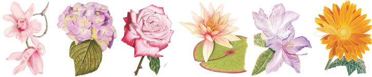 725x150 How To Draw Flowers Free Flower Drawing Guide - Flower Sketch Step By Step