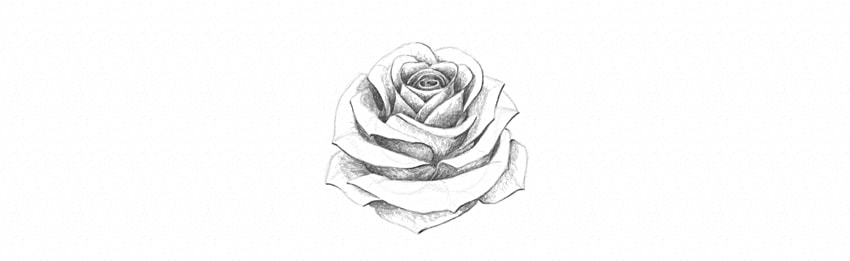 850x261 How To Draw A Rose - Flower Sketch Step By Step