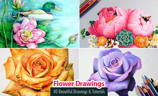 660x400 40 Beautiful Flower Drawing Tutorial Videos - Flower Sketch Tutorial