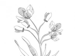 310x233 Flower Sketch Design Free Vectors Ui Download - Flower Sketch Vector