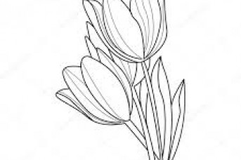 343x228 Flowers Sketch Image - Flower Sketch Vector