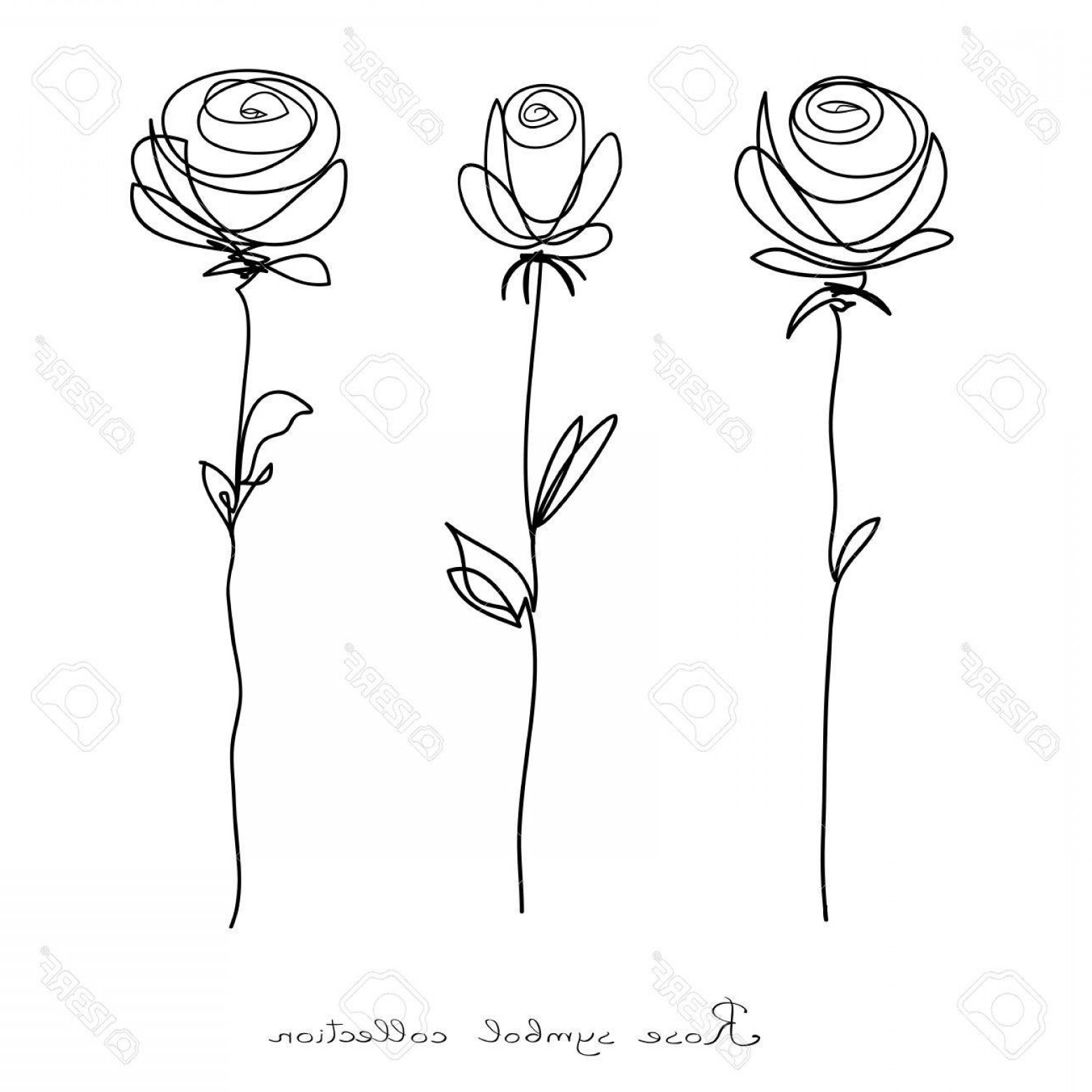 1560x1560 Photostock Vector Roses Collection Of Isolated Flower Sketch On - Flower Sketch Vector