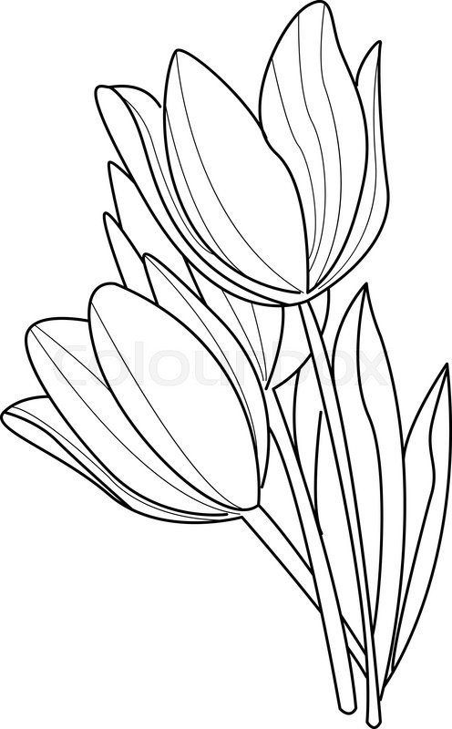 496x800 Tulip Flowers Sketch. Vector Illustration Flower Collection. Hand - Flower Sketch Vector