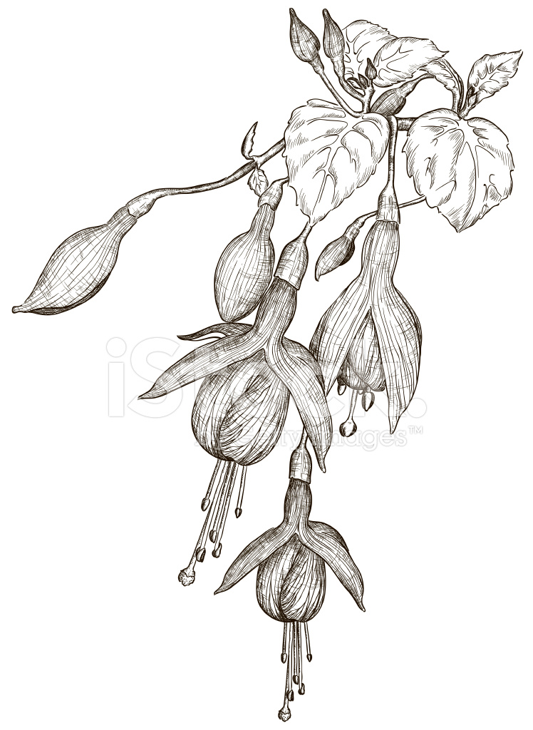 748x1024 Vector Sketch Of Fuchsia Flowers Stock Vector - Flower Sketch Vector