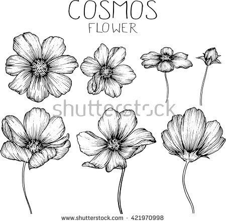 450x446 Cosmos Flowers Flowers Drawings Vector - Flower Sketch Vector