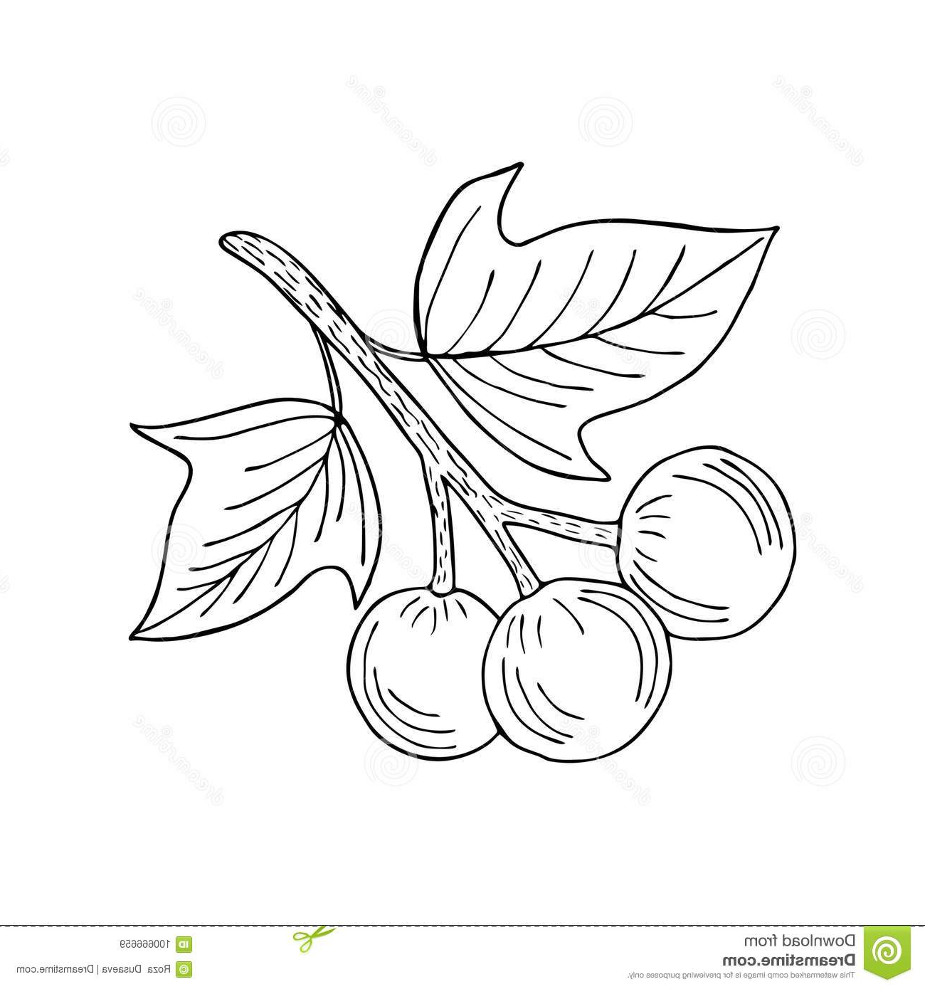 1300x1390 Butter With Flower Sketch Kukui, Liner Stock Vector. Illustration - Flower Sketch Vector