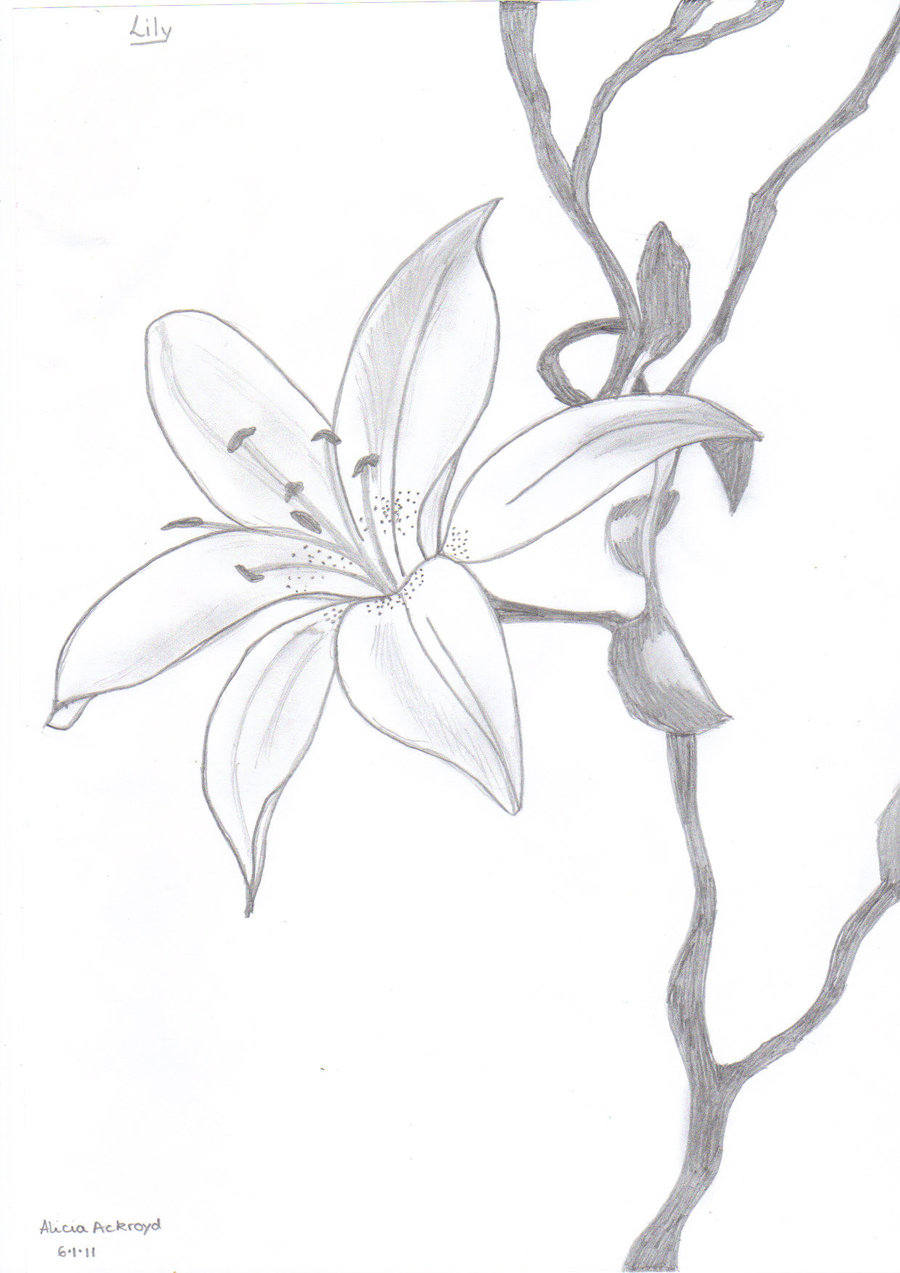 900x1273 Easy Sketching Flowers Easy Flower Pencil Drawing - Flowers Easy Sketch