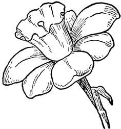 236x253 Flowers Sketches - Flowers Pictures Sketch