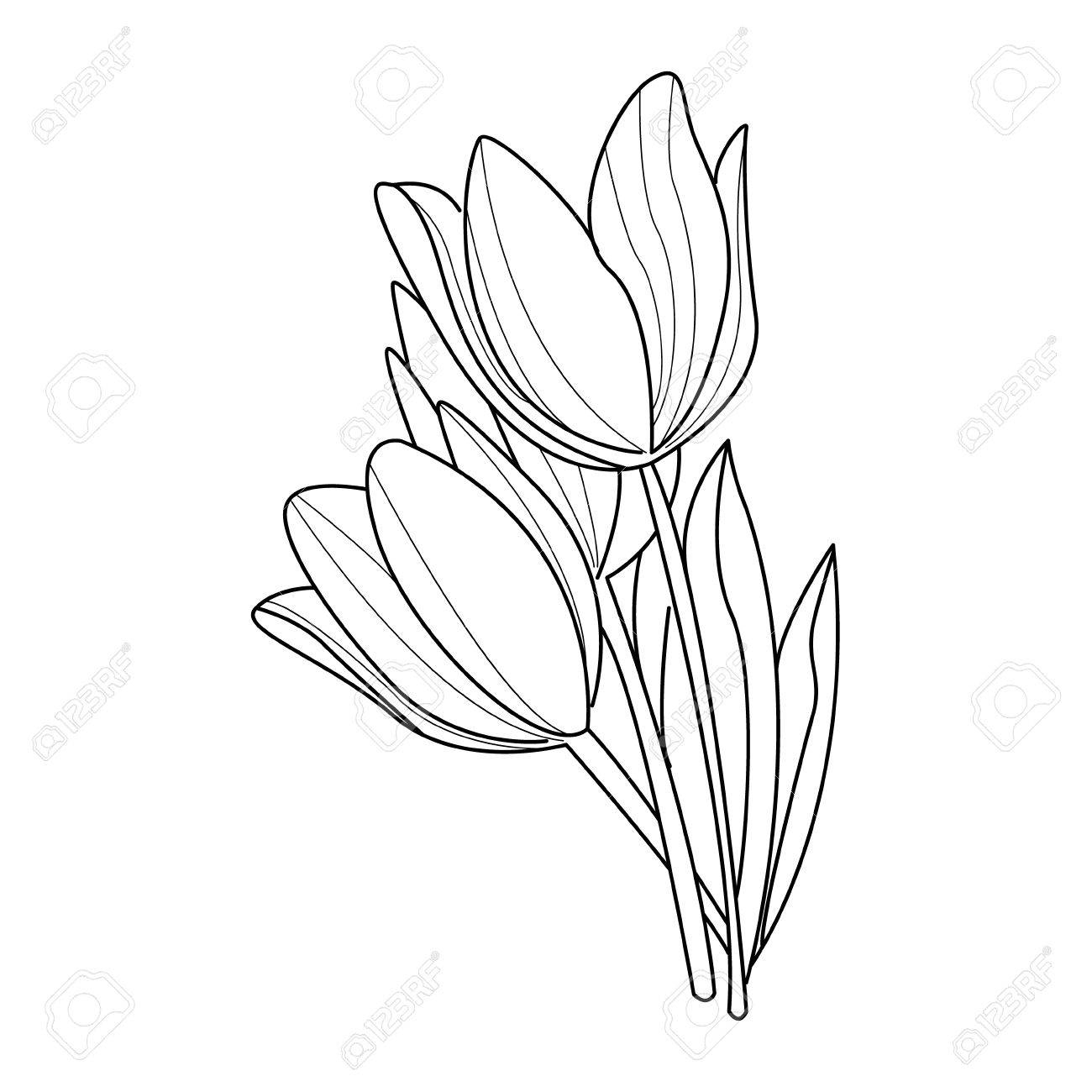 1300x1300 Pencil Outline Tulip Flower Drawing Pictures - Flowers Pictures Sketch