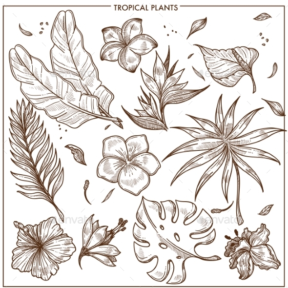 590x590 Tropical Plants And Exotic Flowers Sketch Vector By Sonulkaster - Flowers Pictures Sketch