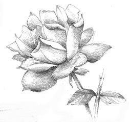 252x239 Drawings Of Flowers - Flowers Pictures Sketch
