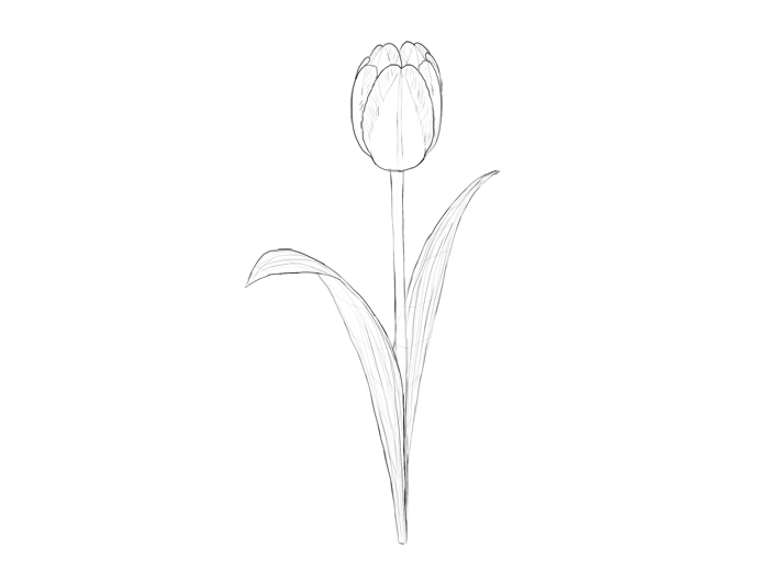 700x518 How To Draw Flowers The Noble And Sincere Tulip - Flowers Sketch Pictures