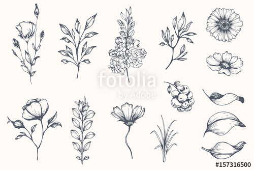 500x334 Vector Collection Of Hand Drawn Plants. Botanical Set Of Sketch - Flowers Sketch Pictures