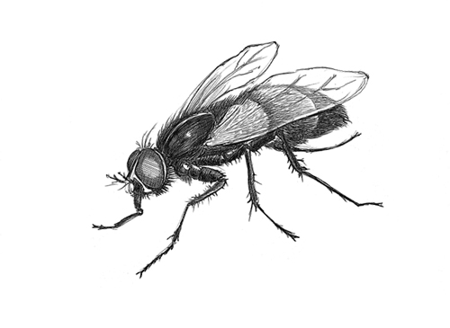 Fly Sketch at PaintingValley.com | Explore collection of Fly Sketch