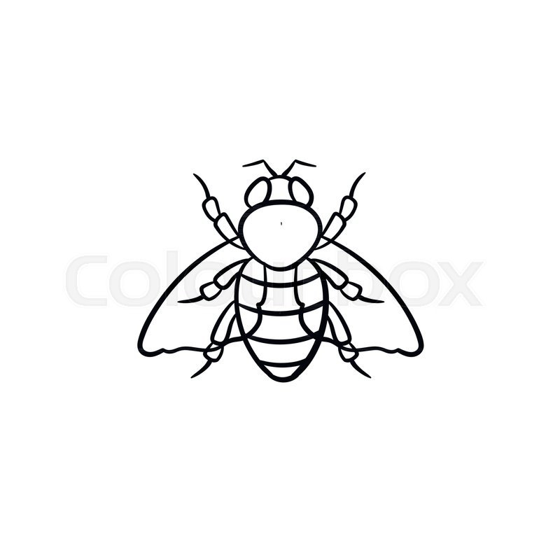 800x800 Fly Hand Drawn Outline Doodle Icon. Vector Sketch Illustration Of - Fly Sketch