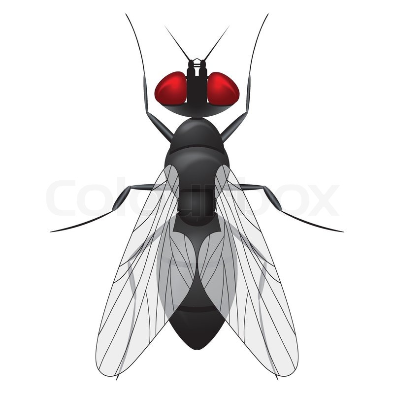 800x800 Fly Insect Sketch Symbol Illustration. Housefly Vector Icon Design - Fly Sketch