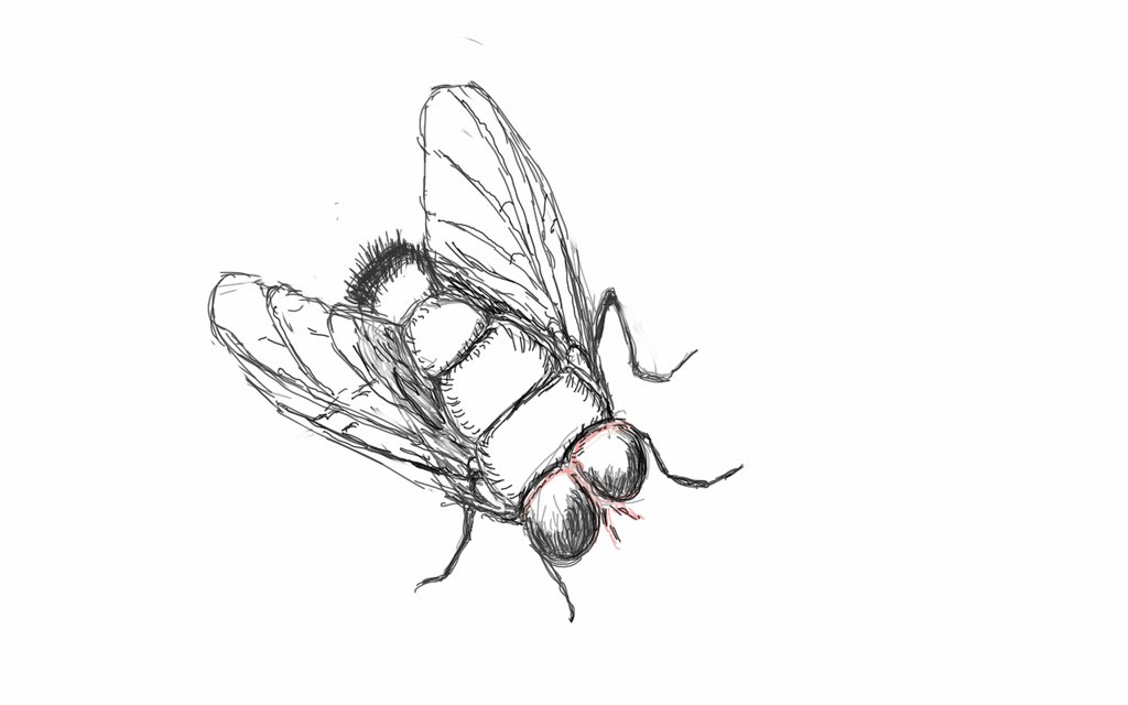 1024x640 Flying Insect Challenge ... A Fly Sketch By Dizzywendy - Fly Sketch
