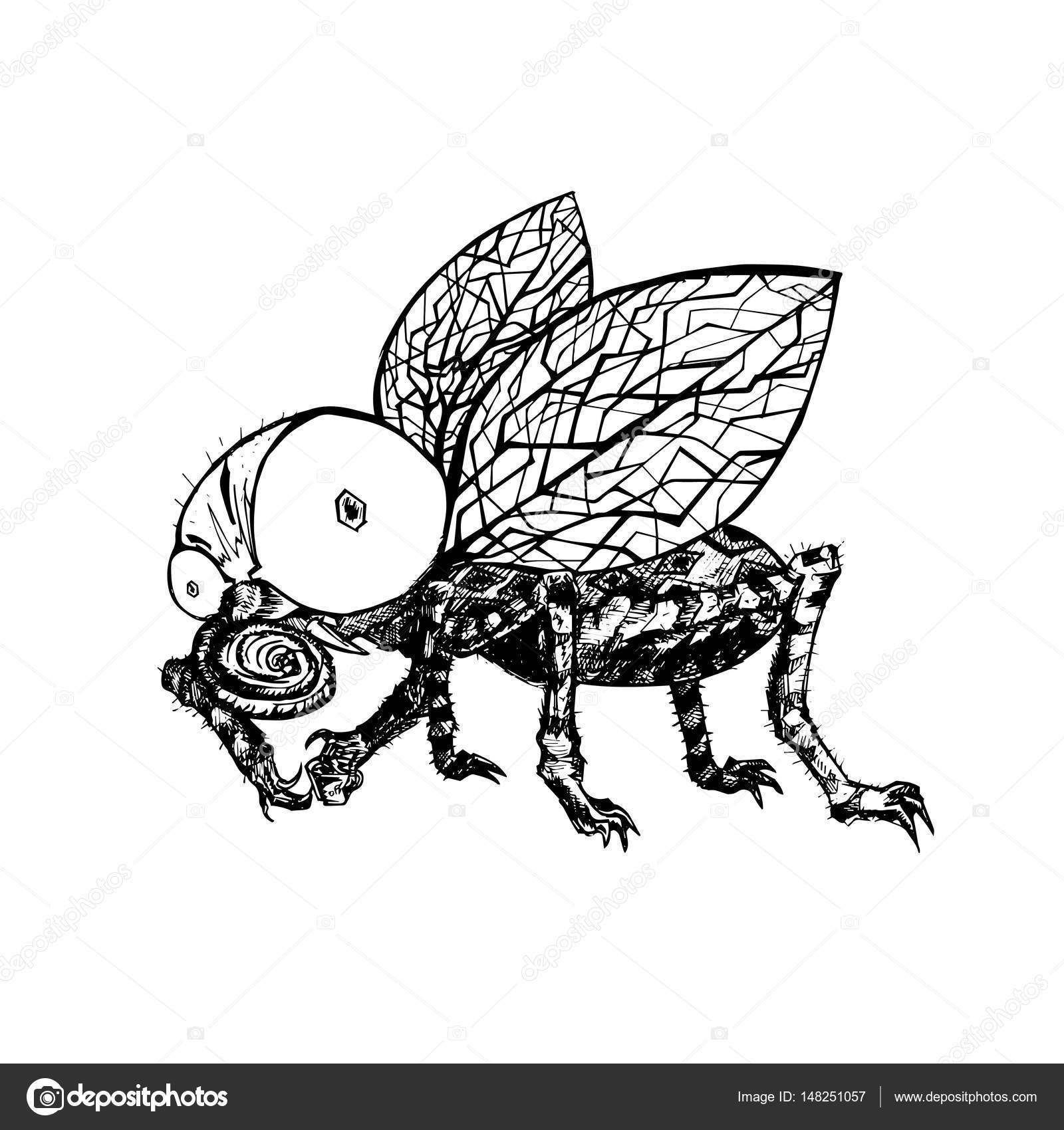 1600x1700 Free Photo Fly Sketch - Fly Sketch