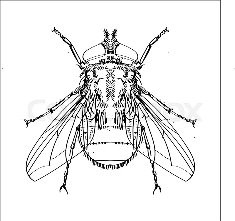 800x750 Hand Drawn Sketch Of Fly Isolated, Black And White Cartoon Vector - Fly Sketch