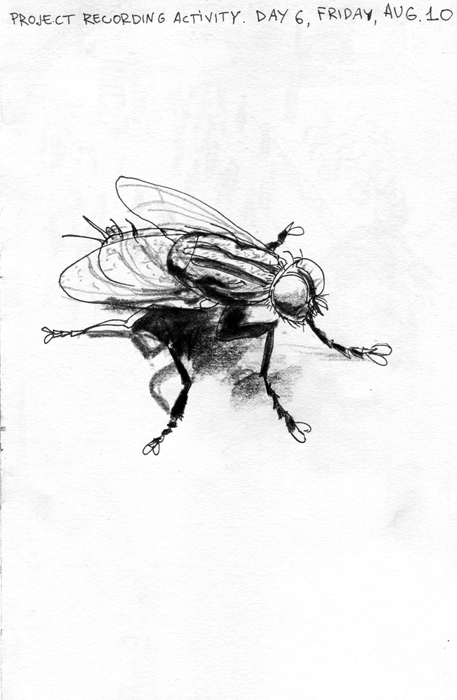 457x700 Sketch Of A Fly Zhenia Vasiliev News - Fly Sketch