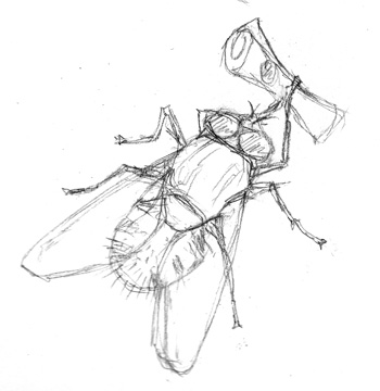 350x360 Delivery Fly Sketch Albino Kraken - Fly Sketch