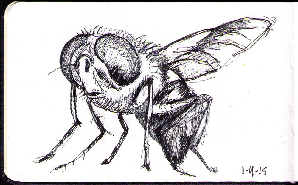 1000x623 Drawing Of A Fly In Ballpoint Pen One Drawing Daily - Fly Sketch