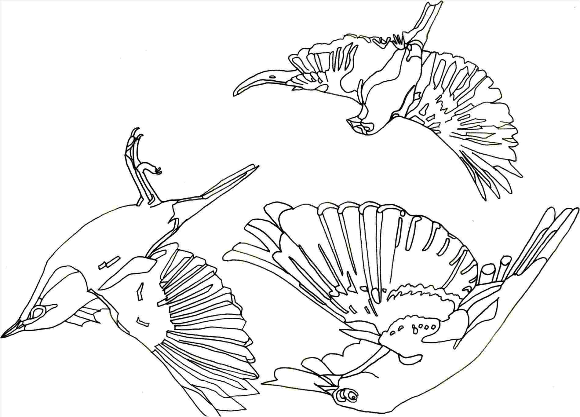 1899x1365 Flying Bird Drawings - Flying Bird Sketch