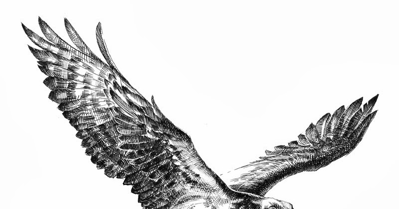 800x420 Flying Bird Drawings - Flying Bird Sketch