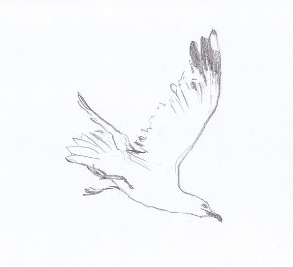 570x521 Flying Bird Drawing Original Simple Pencil Art By Intuicio My - Flying Bird Sketch