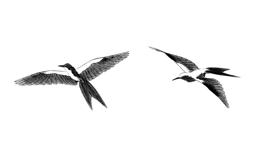852x480 Flying Bird Sketch - Flying Bird Sketch