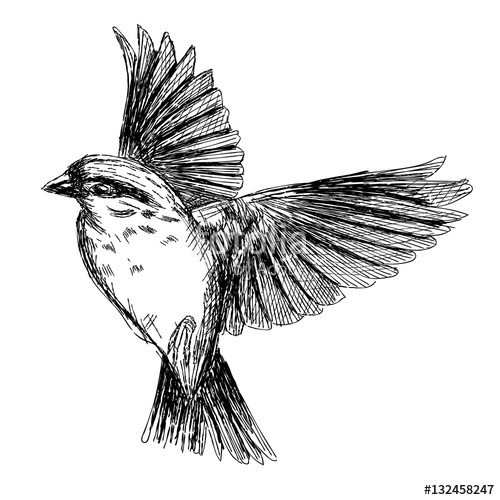 500x500 Sketch Tattoo Realistic Flying Bird Stock Image And Royalty Free - Flying Bird Sketch