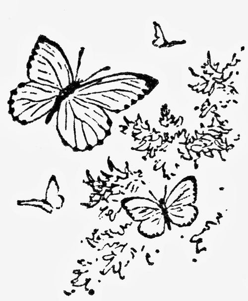 500x606 Flying Butterfly Drawings With Color - Flying Butterfly Sketch