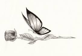 272x185 Image Result For Flying Butterfly Drawings With Color My Style - Flying Butterfly Sketch