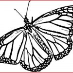 150x150 Monarch Butterfly Drawing 149966 Flying Butterfly Drawings In - Flying Butterfly Sketch