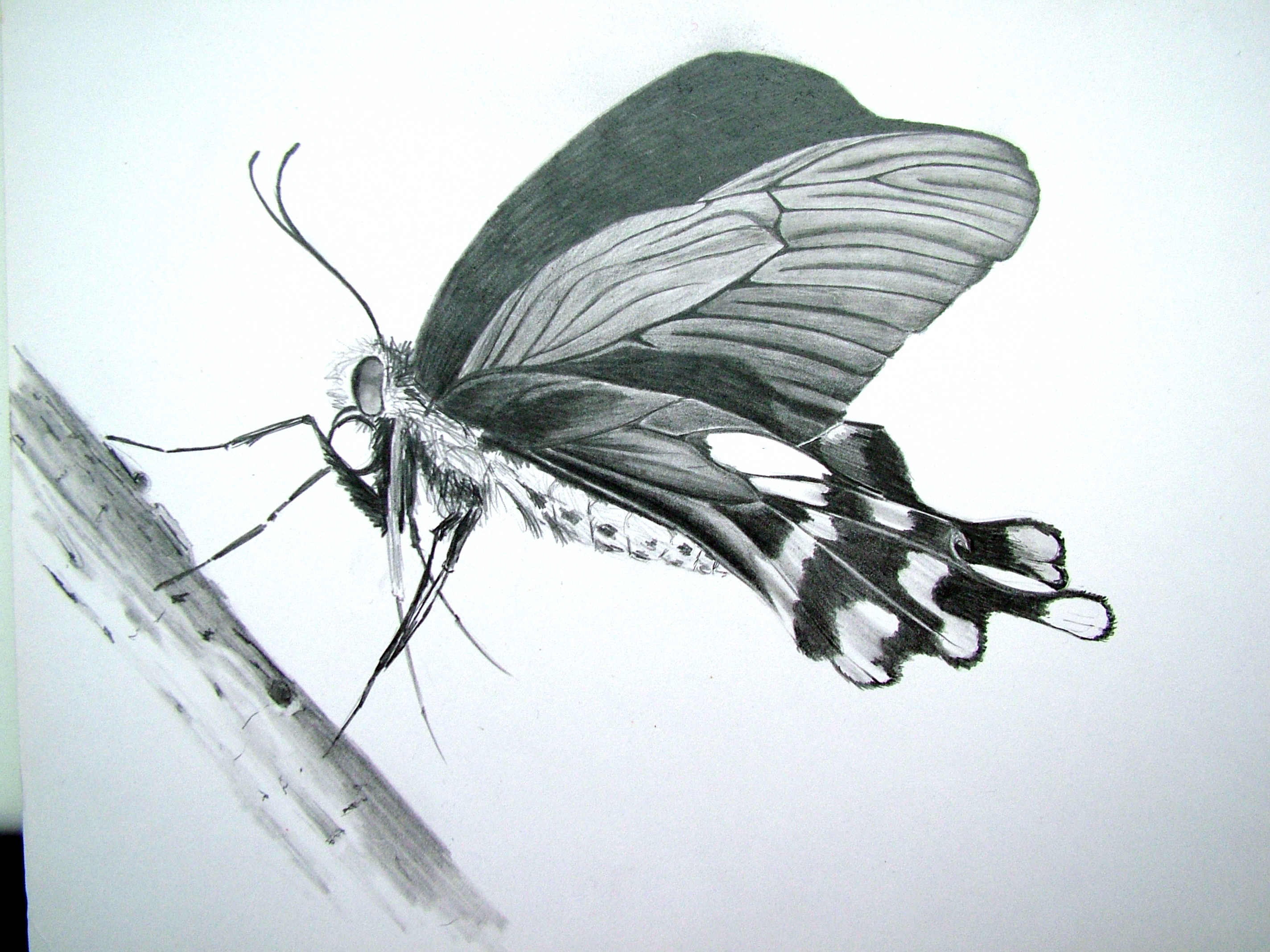 2848x2136 Pencil Sketches Of Butterflies Flying Butterfly Pencil Sketch - Flying Butterfly Sketch