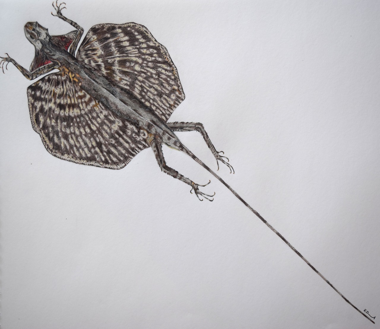 1280x1109 Colour Pencil Drawing On A Flying Dragon (Draco - Flying Dragon Sketch