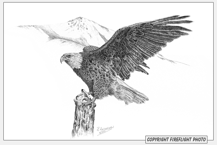 700x467 Drawn Bald Eagle Flying Eagle Free Collection Download And Share - Flying Eagle Pencil Sketch