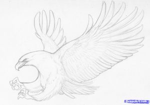 300x210 Eagle Flying Pencil Drawing Drawings Of Eagles Flying - Flying Eagle Pencil Sketch