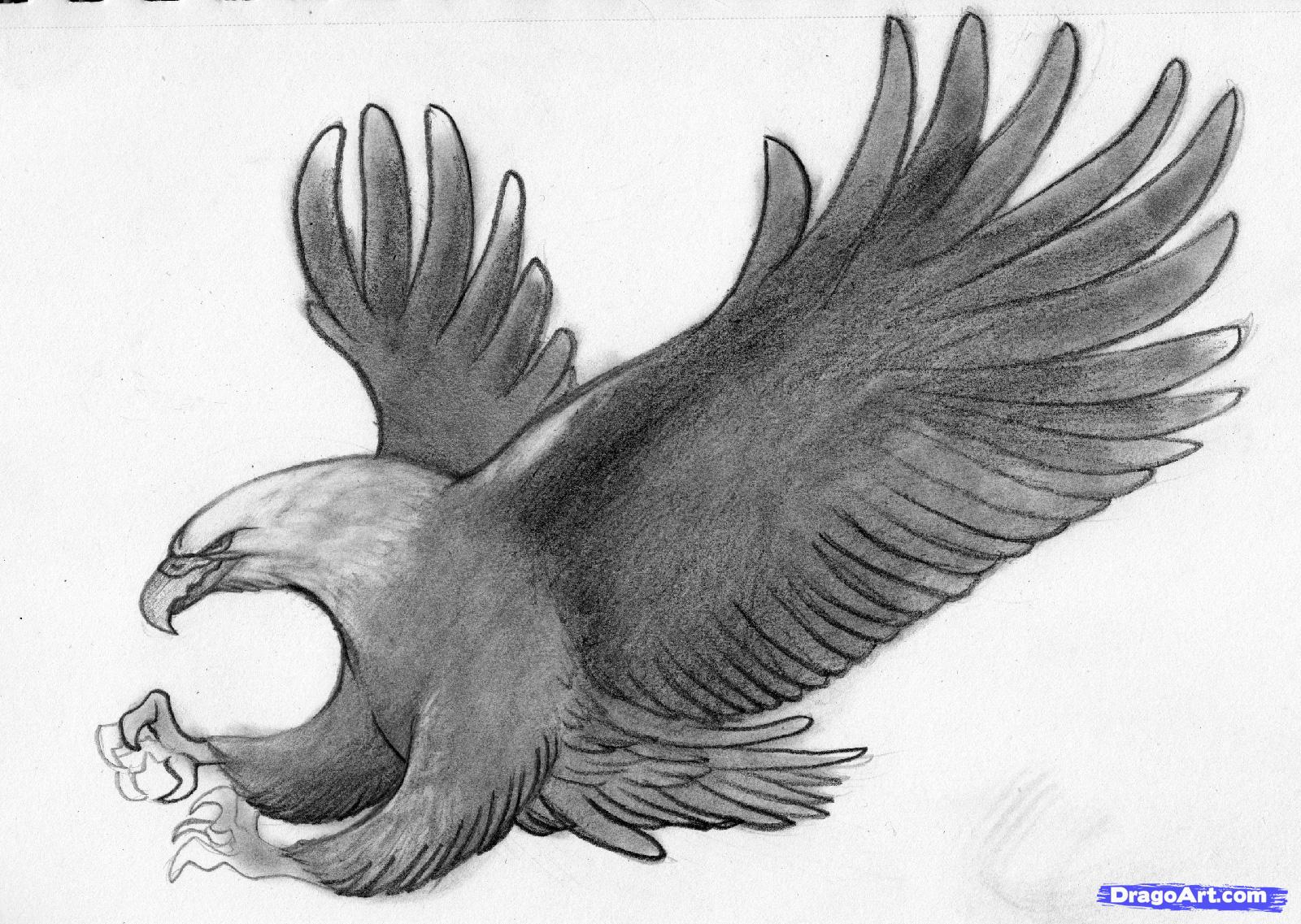 1600x1137 Flying Eagle Drawings In Pencil Drawing Sketch Of Eagle Flying 9 - Flying Eagle Pencil Sketch