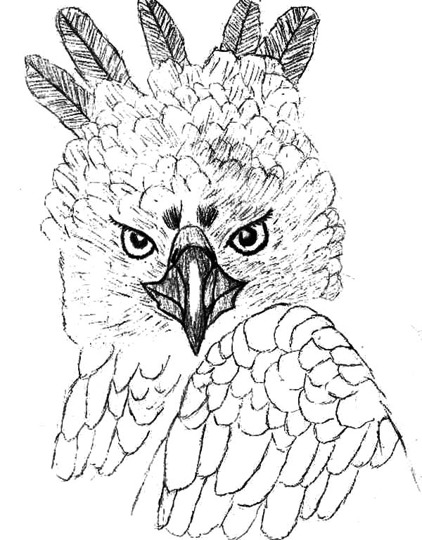 600x769 Flying Eagle Pencil Drawing - Flying Eagle Pencil Sketch