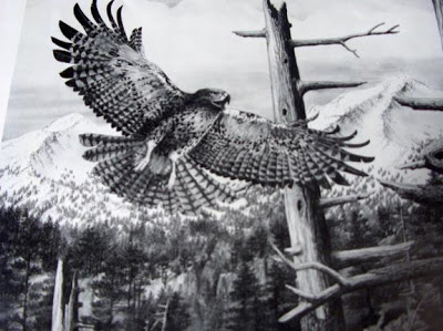 400x299 Flying Eagle Pencil Drawing - Flying Eagle Pencil Sketch